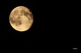 083 luna2014.jpg